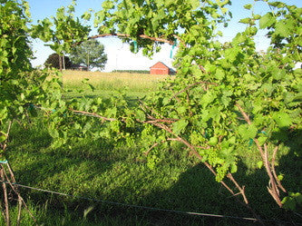 Painting & Vino at Plum Run! (7/14/14)